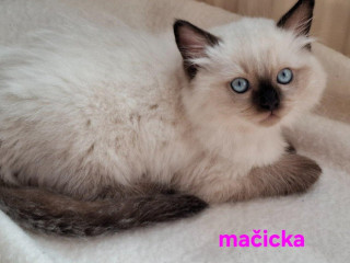 ragdoll