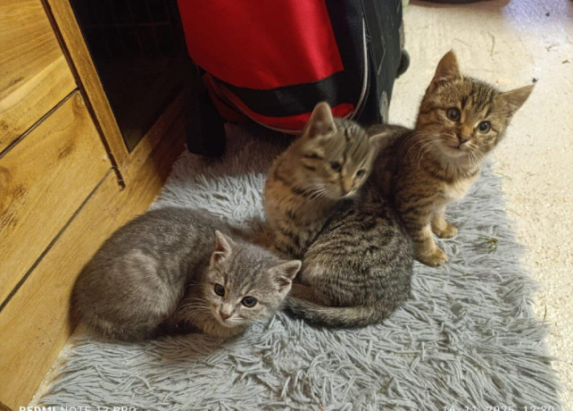 krasne-maciatka-big-0