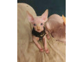 sphynx-small-0