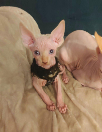 sphynx-big-0