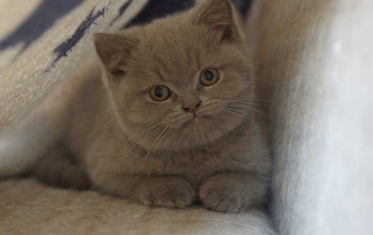 britske-maciatka-big-0