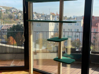 darujem-macaci-strom