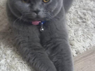 britsky-kocur-krytie