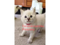 ragdoll-maciatka-bez-pp-small-0