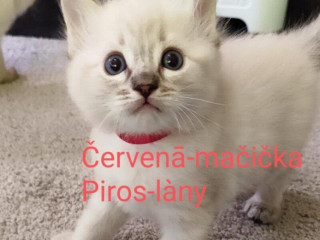 ragdoll-maciatka-bez-pp