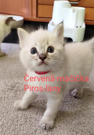 ragdoll-maciatka-bez-pp-big-0