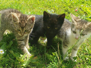 maciatka