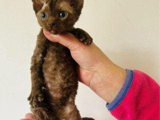 devon-rex-macka