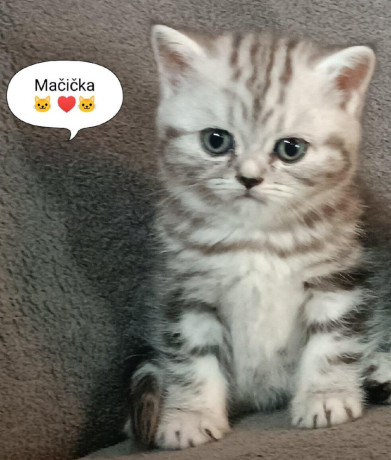 britska-macicka-big-0
