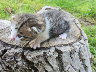 maciatka