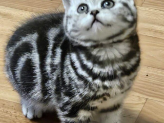 britske-maciatka-whiskas
