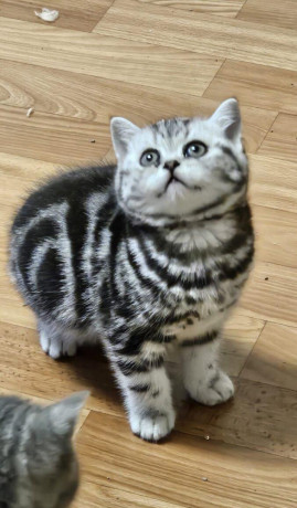 britske-maciatka-whiskas-big-0