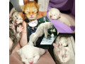 exclusiv-farby-maciatka-maine-coon-mainska-small-0