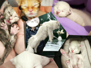 exclusiv-farby-maciatka-maine-coon-mainska