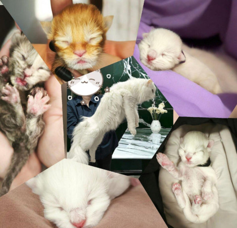 exclusiv-farby-maciatka-maine-coon-mainska-big-0
