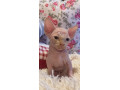 kanadsky-sphynx-maciatko-kocurik-small-0