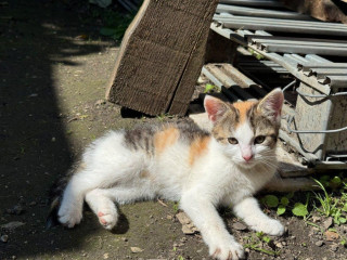 maciatka