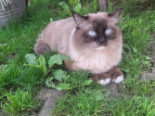 ragdoll