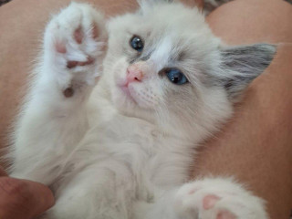 ragdoll-kocurik-blue-bicolour