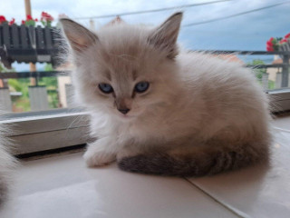ragdoll-kocurik-seal