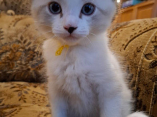 ragdoll-kocurik-seal-lynx-bicolour