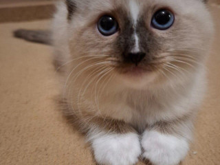 ragdoll-kocurik-seal-lynx-mitted