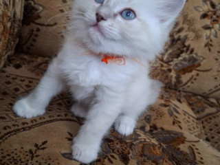 ragdoll-macicka