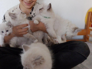 ragdoll-maciatka