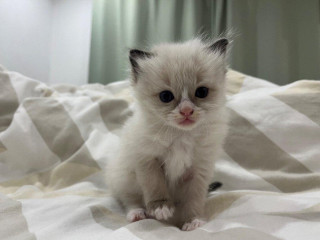 ragdoll