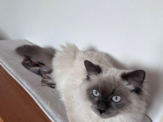 kocur-ragdoll