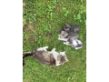 posledne-maciatko-small-0