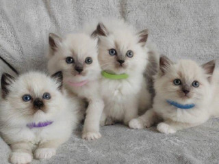 predam-ragdoll