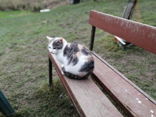 darujem-maciatko-trojfarebnu-macicku