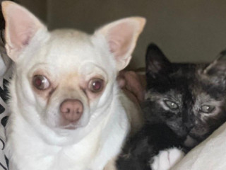 popolbritske-maciatko