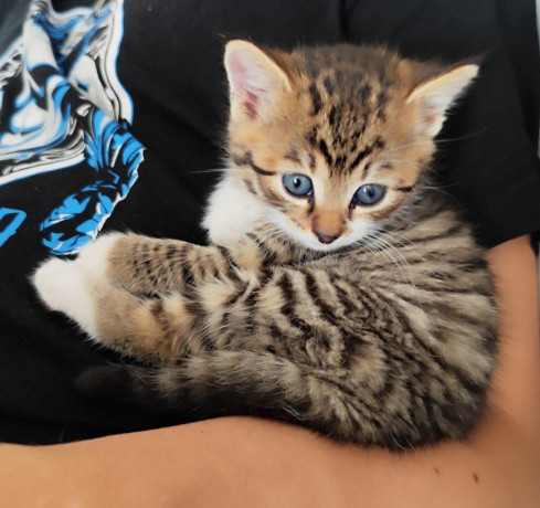 darujeme-maciatko-big-0