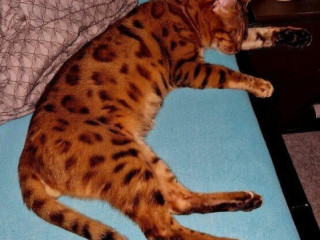 bengalsky-kocurik-na-krytie