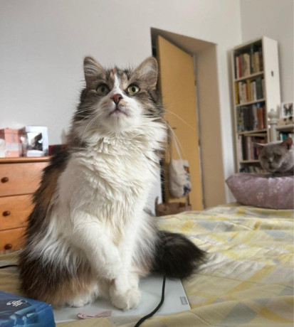 darujem-macicku-big-0