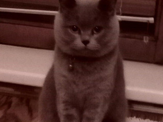 britsky-modry-kocur-na-krytie