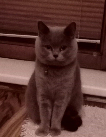 britsky-modry-kocur-na-krytie-big-0