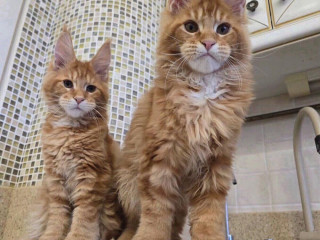 maciatka-maine-coon-na-adopciu