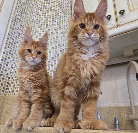 maciatka-maine-coon-na-adopciu-big-0