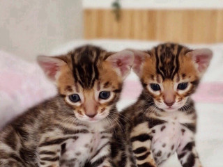 bengalske-maciatka-na-adopciu