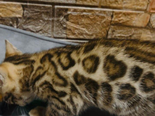 bengalska-macka-s-pp