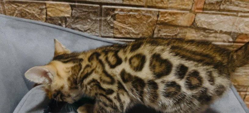 bengalska-macka-s-pp-big-0