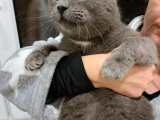 krasny-kocurik-hlada-domov