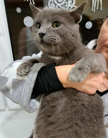 krasny-kocurik-hlada-domov-big-0