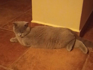 predam-britskeho-kocura