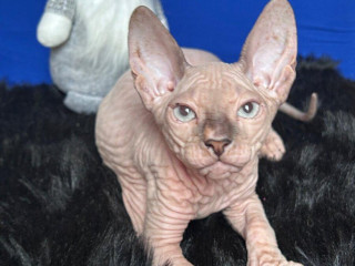 don-sphynx-pp