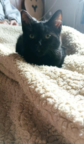 darujem-macicku-big-0