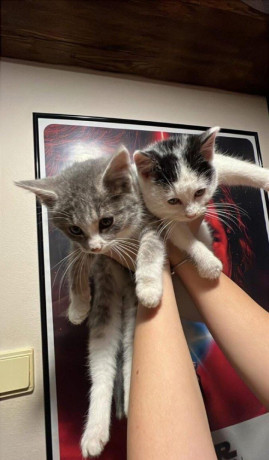 darujem-maciatka-big-0